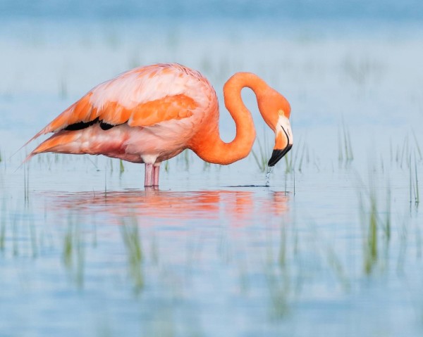 Bay Flamingo by Nathan McCall