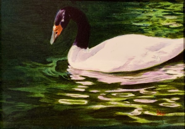 Swan, Blacknecked by Debi Davis