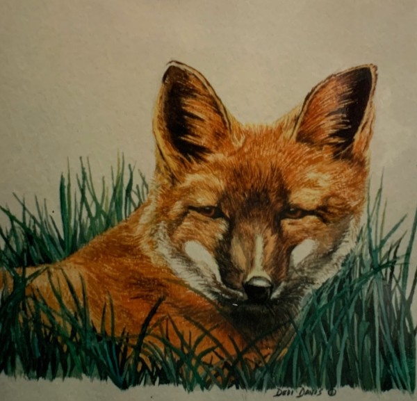 Fox in the Grass