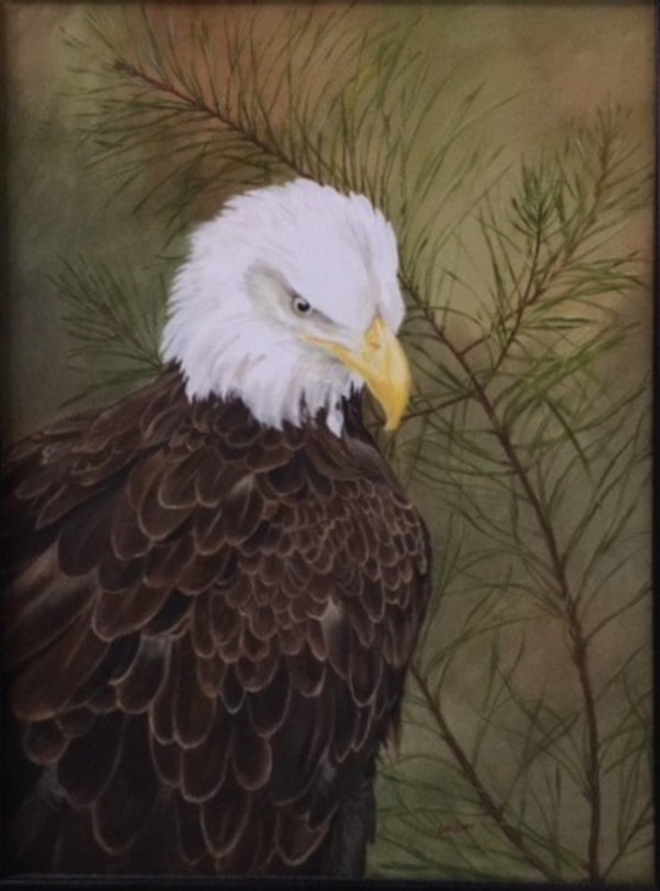 Portrait- Bald Eagle by Debi Davis