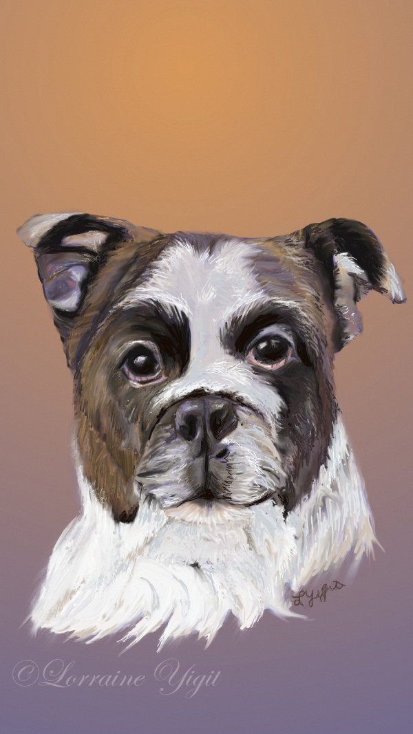 Frenchie Bulldog by Lorraine Yigit