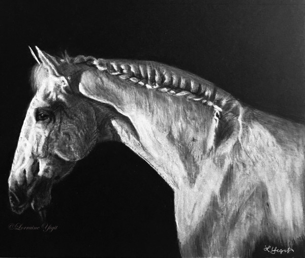 The Horse by Lorraine Yigit