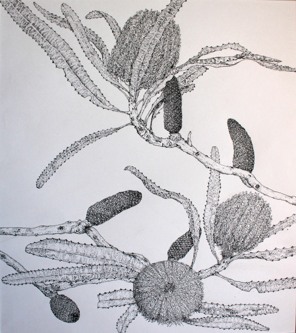Banksia by Susan F. Schafer