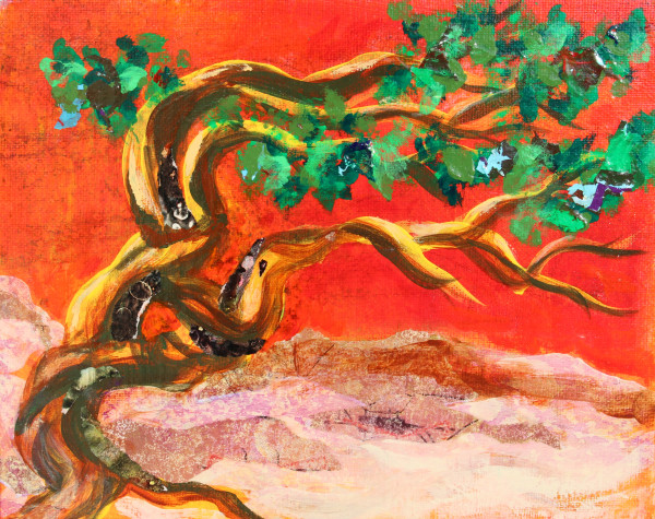 Bristlecone Pine by Susan F. Schafer