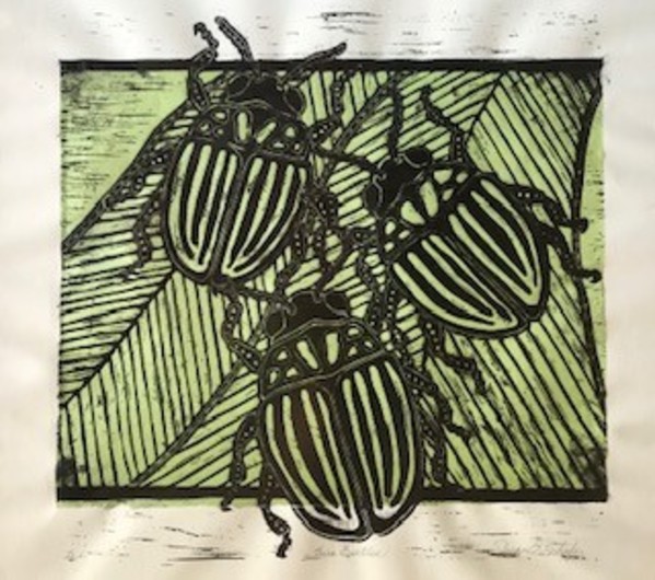 Three Beetles, u.i. by Susan F. Schafer