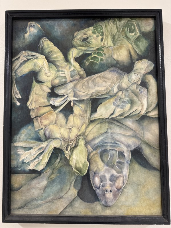 Turtle Studies by Michael Erikson
