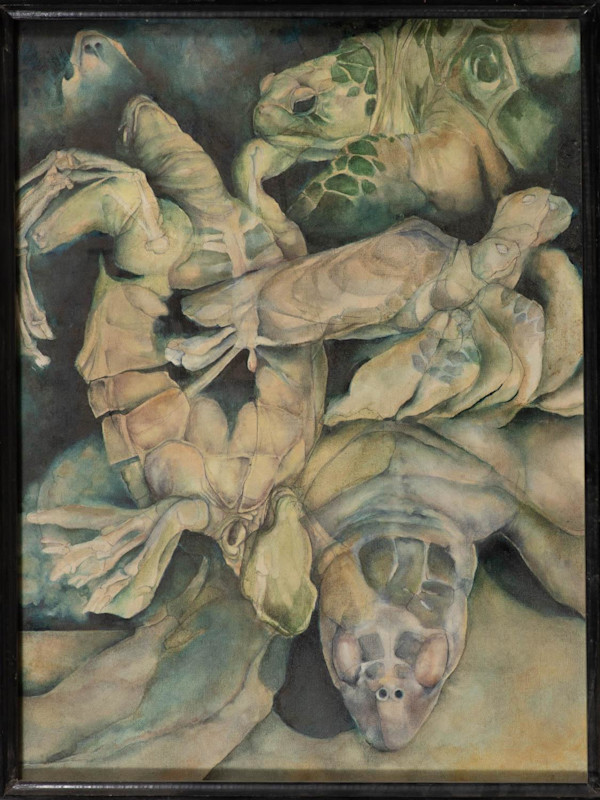 Turtle Studies by Michael Erikson