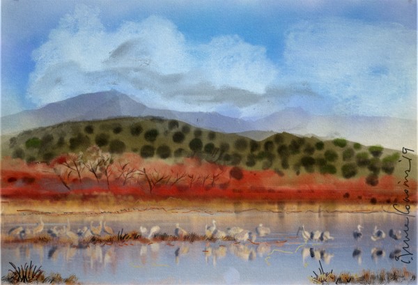 Whooping Cranes on the Gila