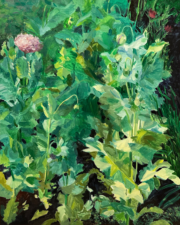 Early Morning Poppies by John Schmidtberger