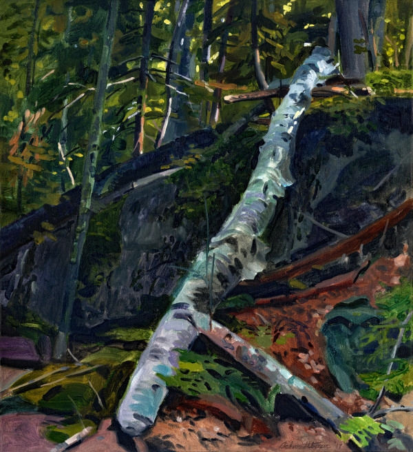 Fallen Birch by John Schmidtberger