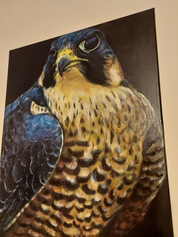 Blue Falcon by Talita M