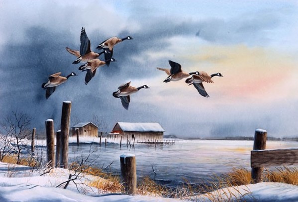Canada Geese by George Shumate