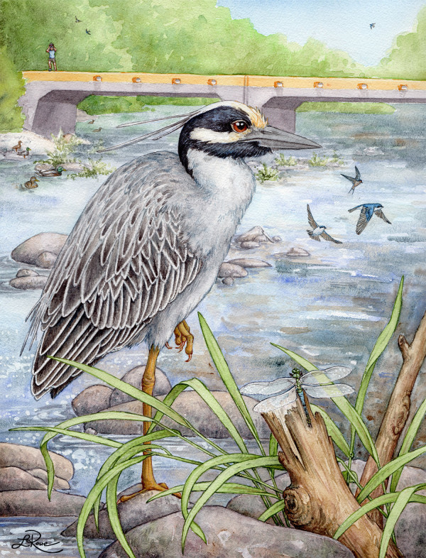 Yellow-crowned Night-Heron Along the Greenway by Lucinda Rowe