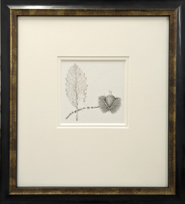 Study of a Seed 004 ~ Sweet Chestnut by Louisa Crispin