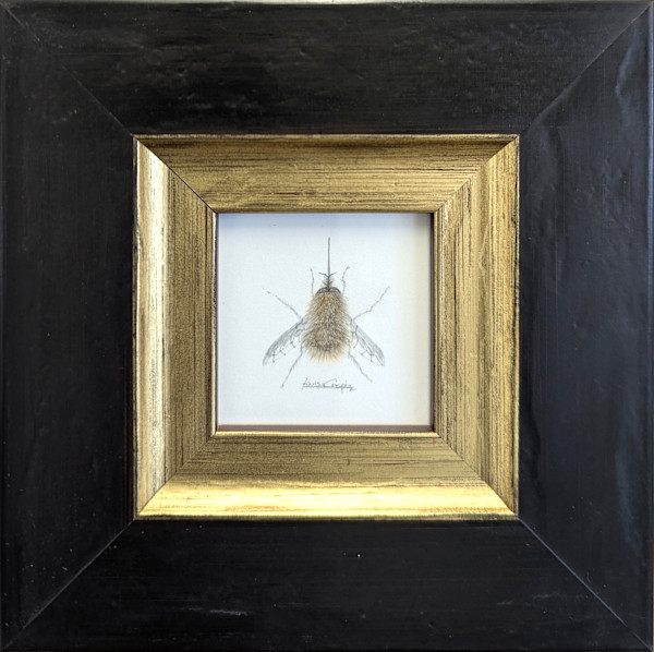 Bee-Fly DEBF002 by Louisa Crispin