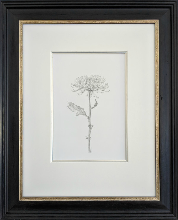 Chrysanthemum ii by Louisa Crispin