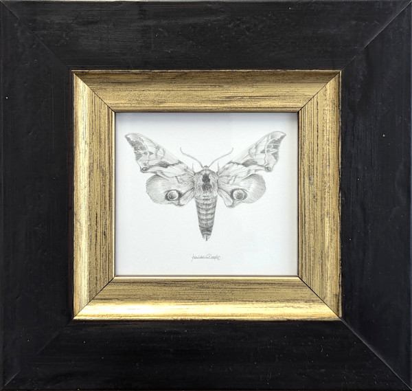 Elephant Hawk Moth EHM001 by Louisa Crispin