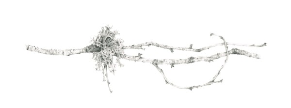 Lichen on Birch ii by Louisa Crispin