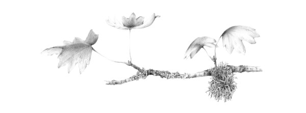 Lichen on Field Maple ii by Louisa Crispin