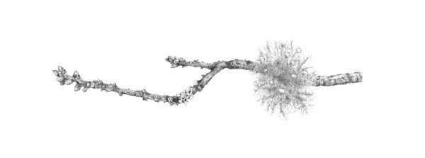 Lichen on Oak iv ~ Elan Valley by Louisa Crispin