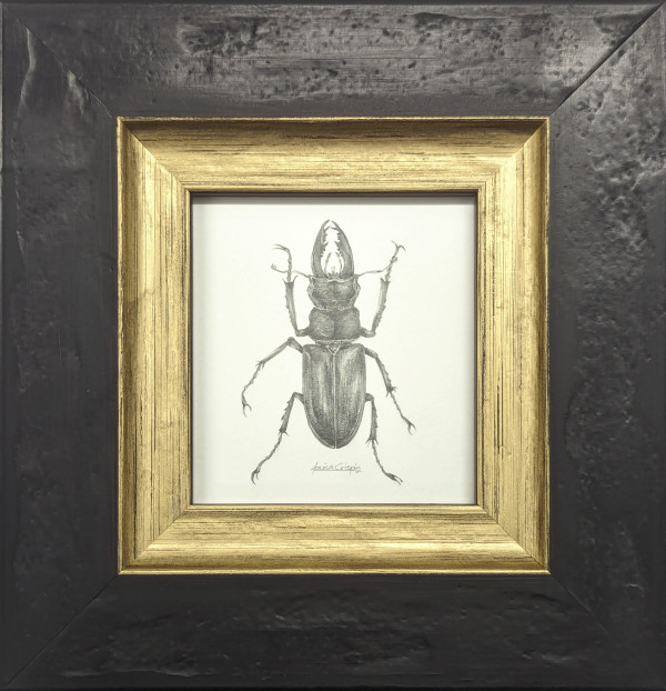 Stag Beetle SB004 by Louisa Crispin