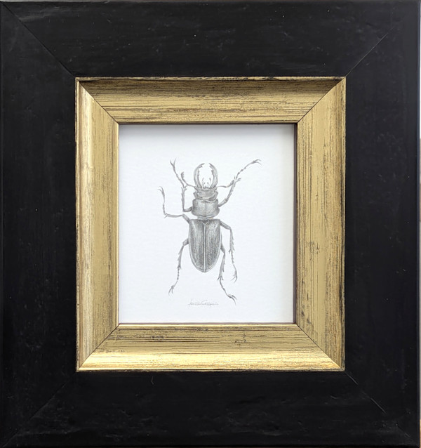 Stag Beetle SB006 by Louisa Crispin