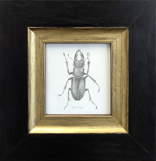 Stag Beetle SB008 by Louisa Crispin