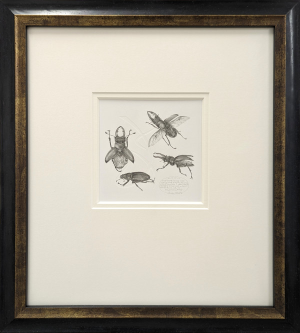 Study of a Beetle 001 ~ Stag Beetle by Louisa Crispin