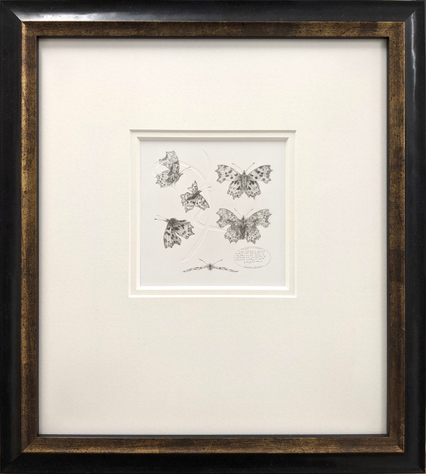 Study of a  Butterfly 002 ~ Comma by Louisa Crispin