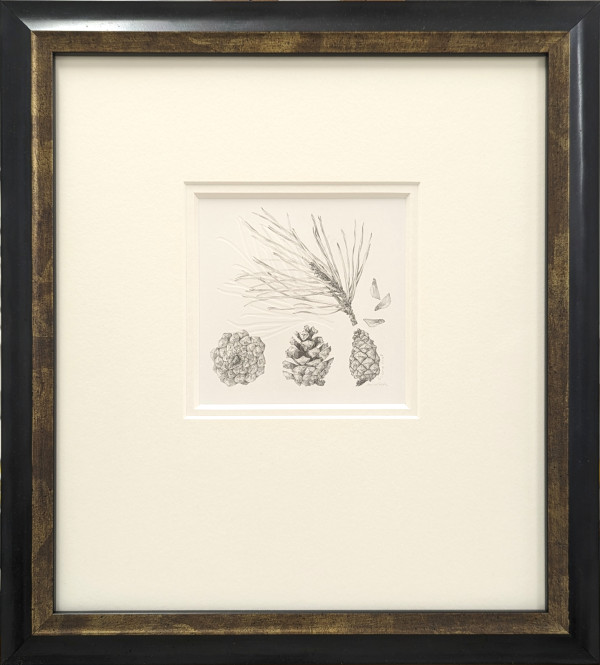 Study of a Seed 007 ~ Scots Pine by Louisa Crispin
