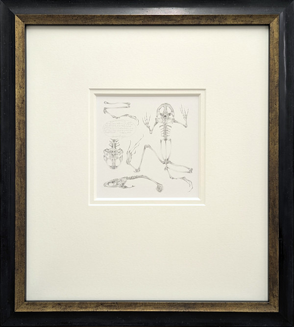 Study of an Amphibian 001 ~ Common Frog by Louisa Crispin