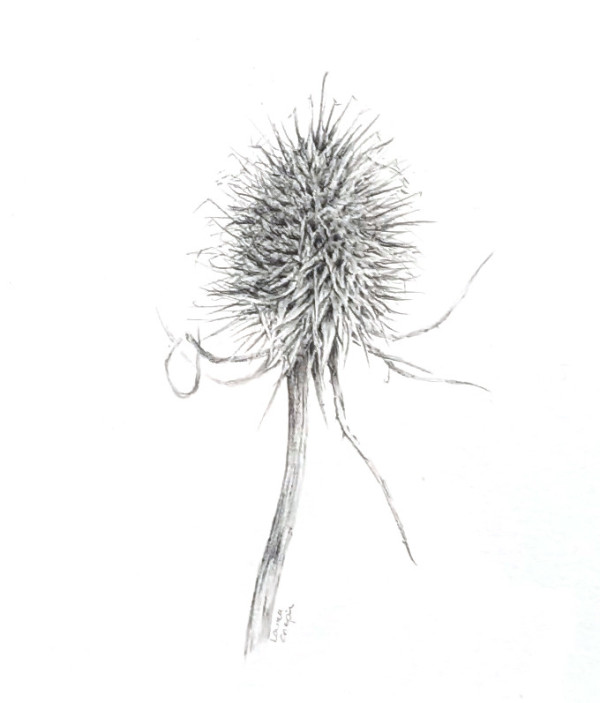 Teasel Decay by Louisa Crispin