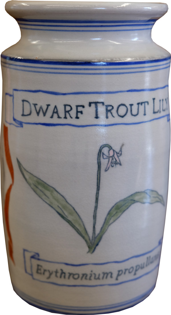 Dwarf Trout Lily by Juliane Shibata