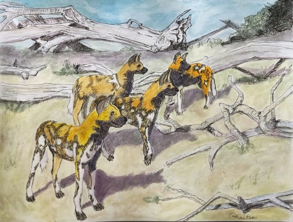 Painted Dogs