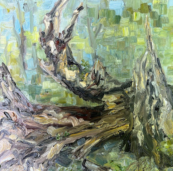 Old Exposed Roots by Nancy S Shippen
