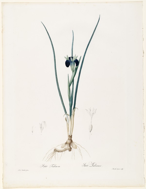 Iris Tuberosa, Iris Tubereuse by Pierre-Joseph Redouté