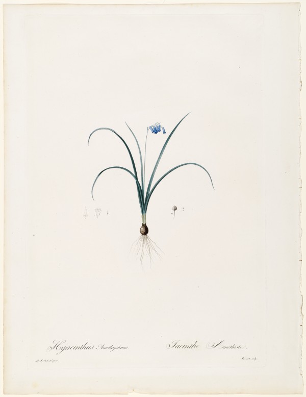 Hyacinthus Amethystinus, Jacinthe Amethiste by Pierre-Joseph Redouté