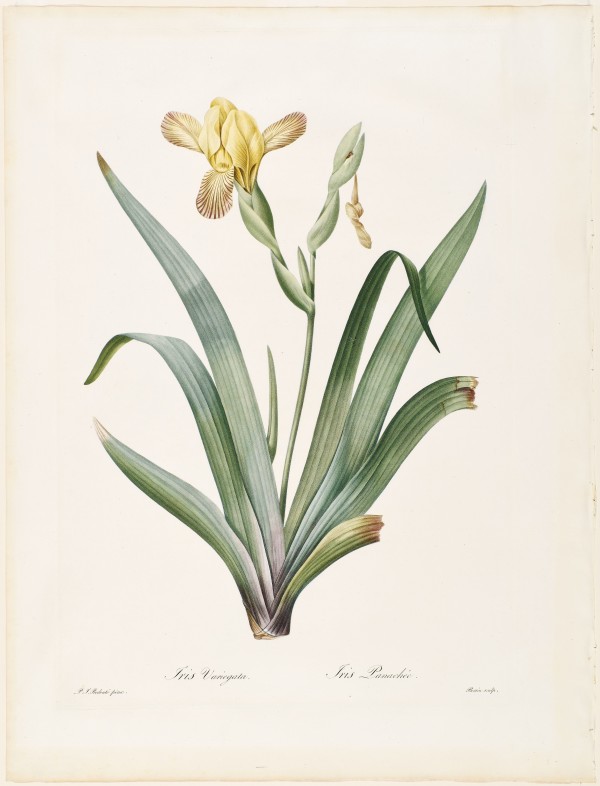 Iris Variegata; Iris Panachee by Pierre-Joseph Redouté