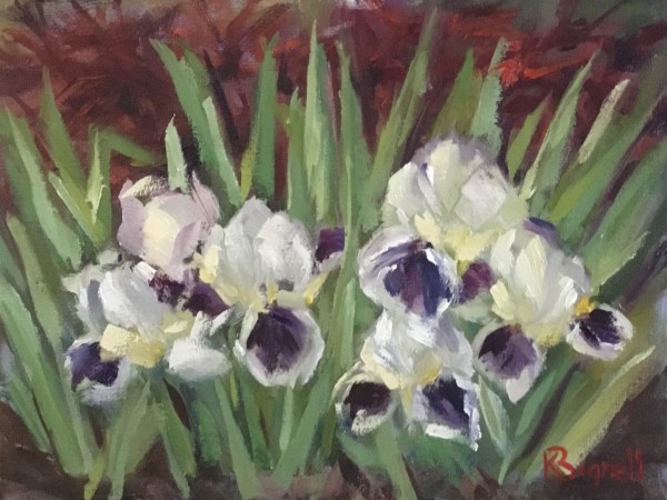 Spring Iris’