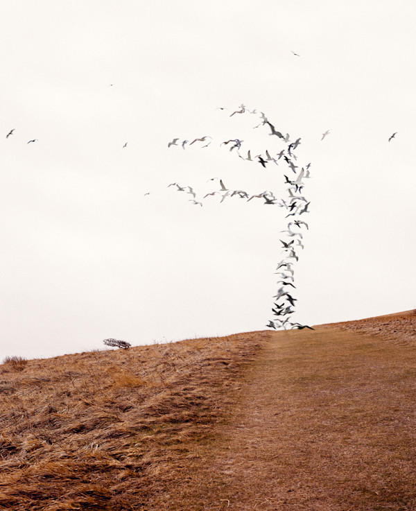 Fallen Leaves by Dasha Pears