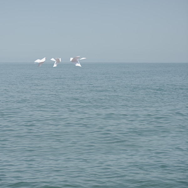 Flock by Dasha Pears