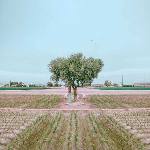 Waiting Tree by Dasha Pears