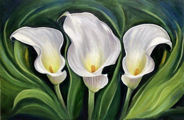 White Calla Lilies by Nicola Currie