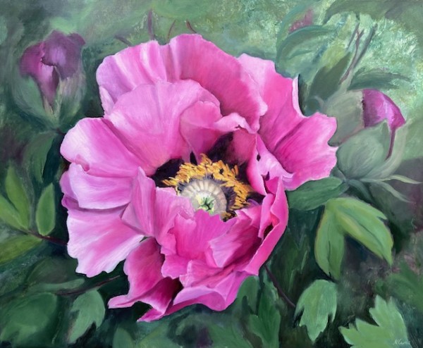 Pink Rockii Peony by Nicola Currie