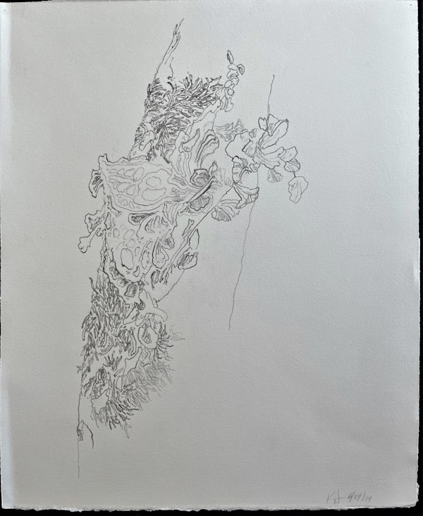 TREE MAPS by Keith Achepohl Trust