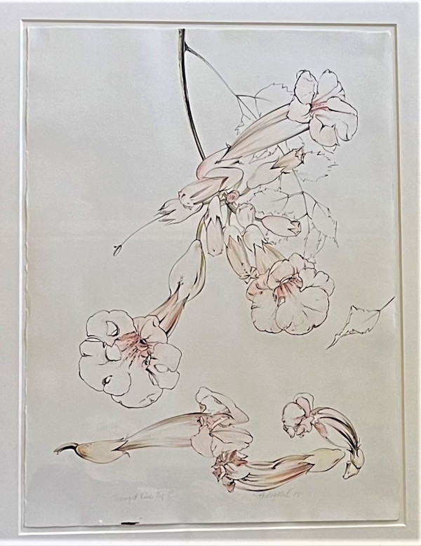 TRUMPET VINE by Keith Achepohl Trust