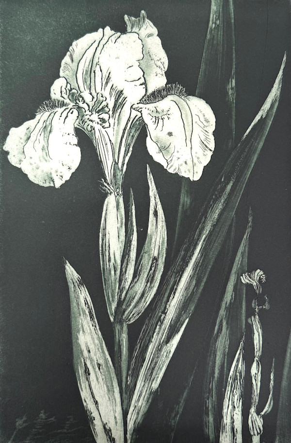 WHITE IRIS by Keith Achepohl