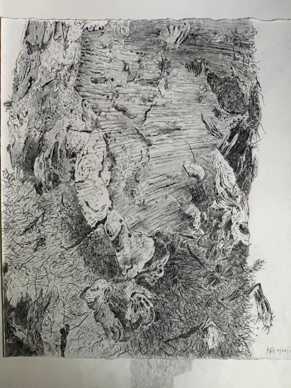 TREE MAPS #27 by Keith Achepohl
