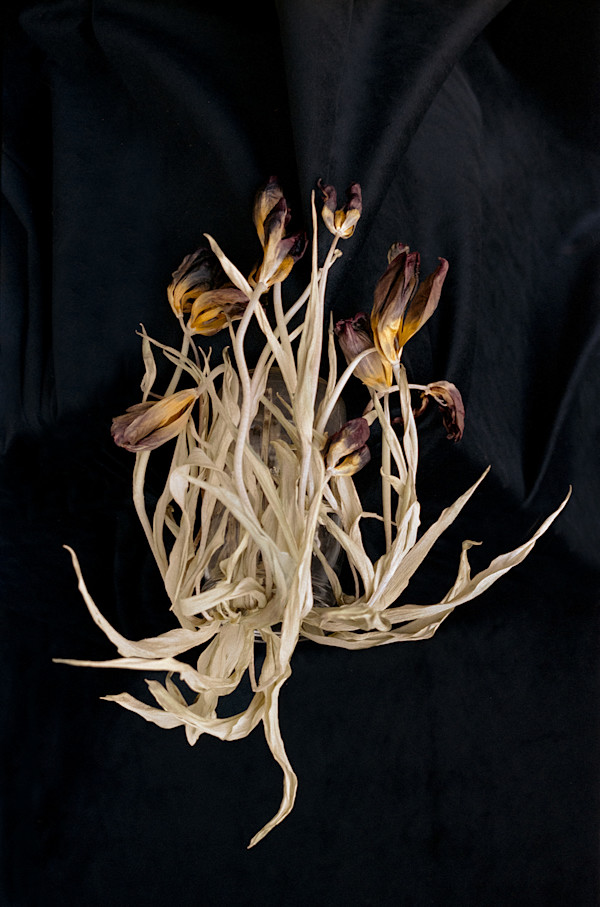 Tulips by Charlotte Rose Eshelman, Image 1.