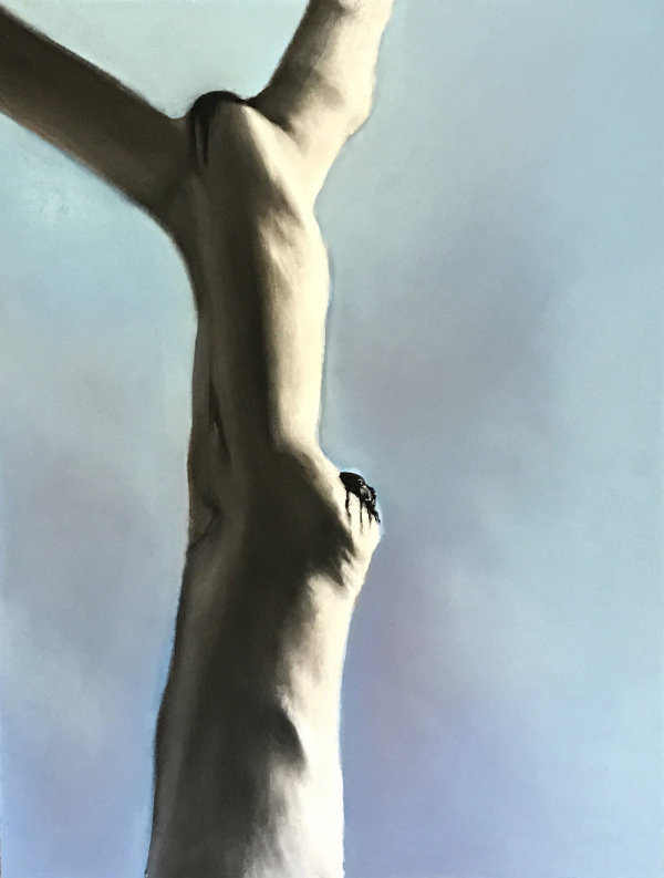 Eucalyptus Tree III by Nick Fyhrie
